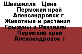 Шиншилла › Цена ­ 3 000 - Пермский край, Александровск г. Животные и растения » Грызуны и Рептилии   . Пермский край,Александровск г.